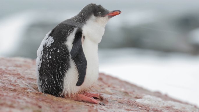 一只小企鹅在发抖极昼北极圈雪粒