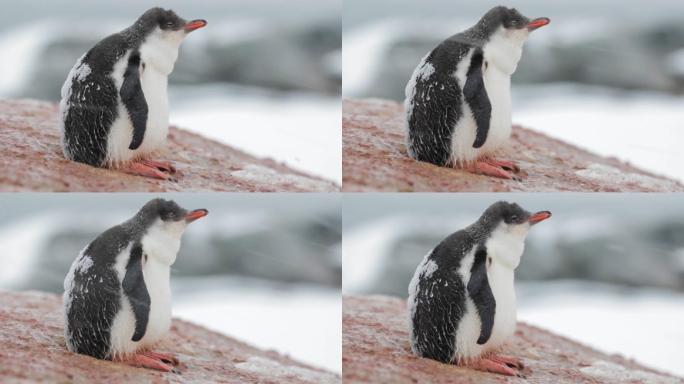 一只小企鹅在发抖极昼北极圈雪粒