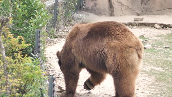 狗熊灰熊棕熊动物园