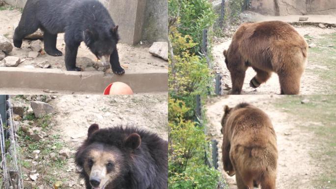 狗熊灰熊棕熊动物园