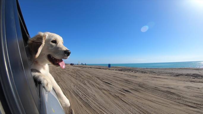 狗在车里看着海岸线