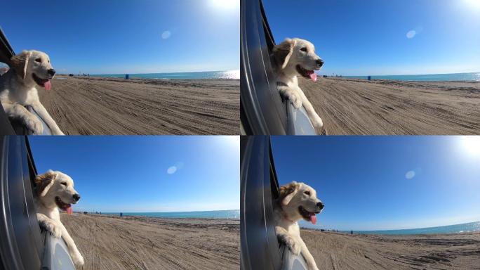 狗在车里看着海岸线
