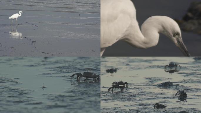 【4k原创】深圳湾鸟类自然保护区鸟类视频