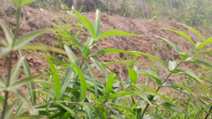 黄精生长种植黄精花叶--中药