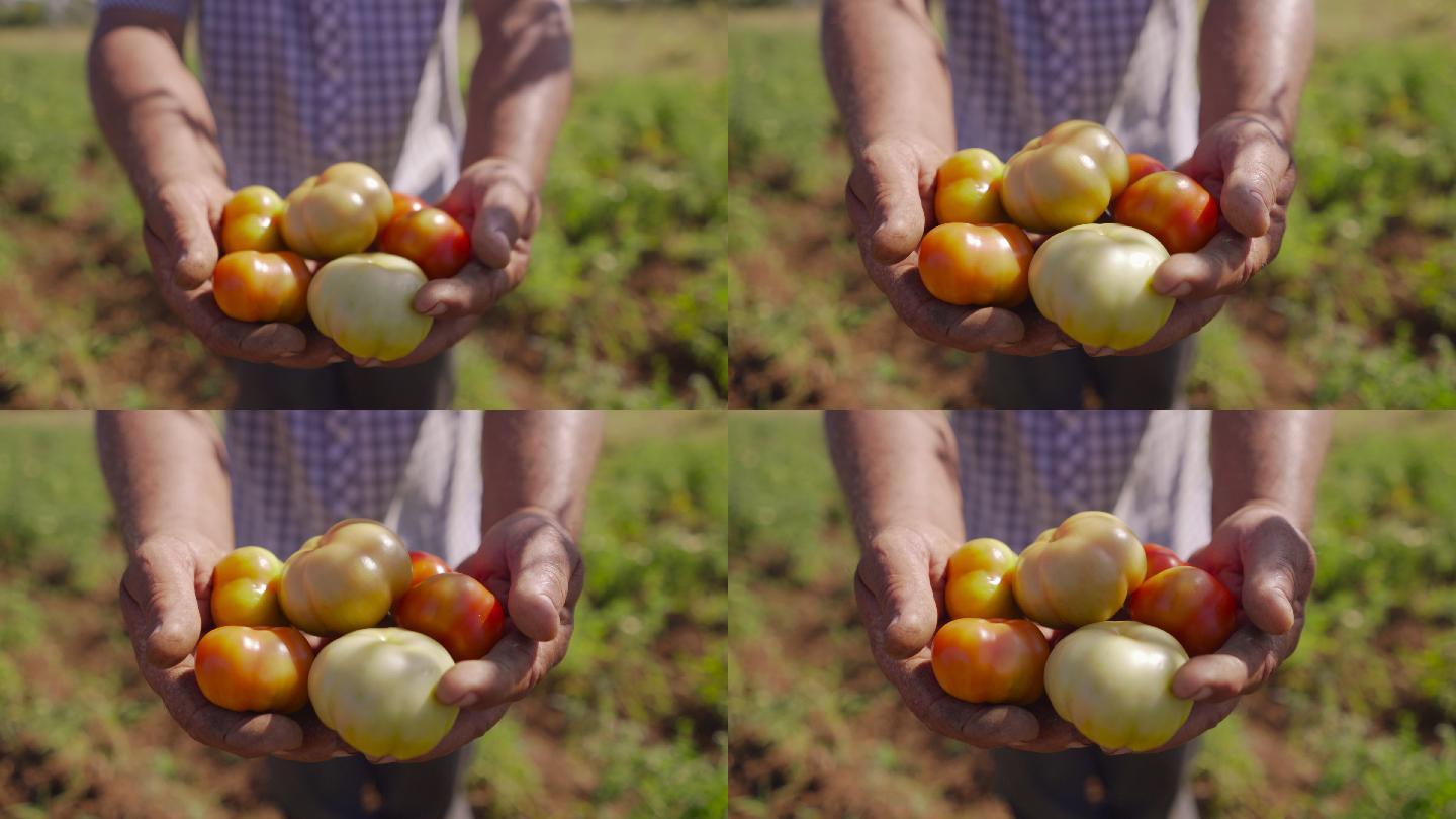 农民向镜头展示红绿西红柿