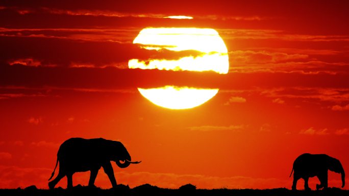 日落时的非洲象小象象群历史意境