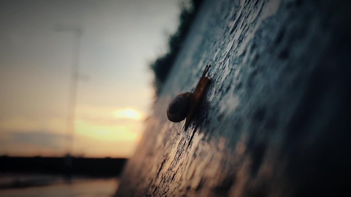 雨后晨曦往上爬行的蜗牛