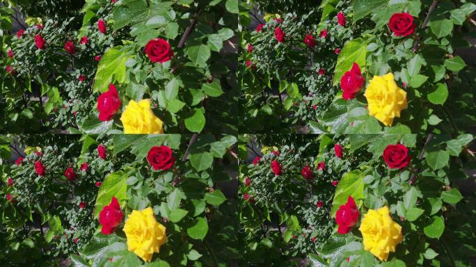 红色和黄色的蔷薇花