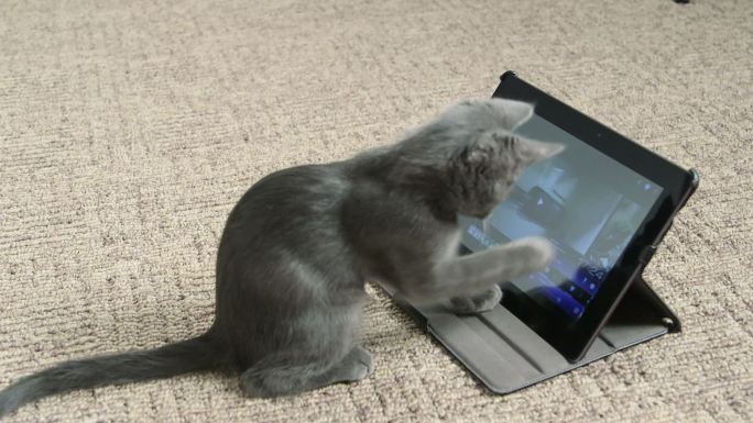 可爱小猫玩平板电脑