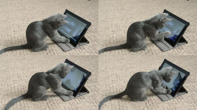 可爱小猫玩平板电脑