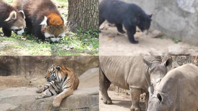 逛动物园大象狮子老虎猴子斑马犀牛