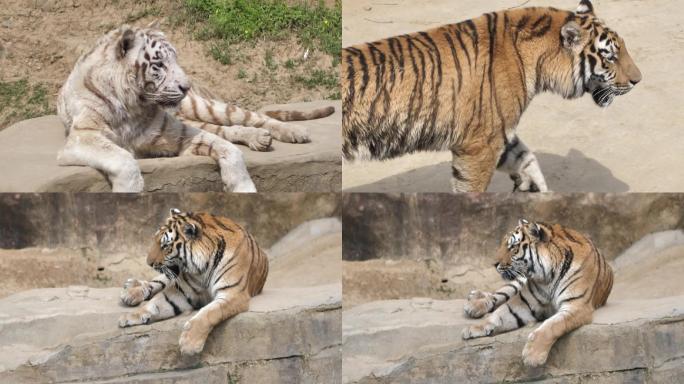 白虎老虎狮子动物园