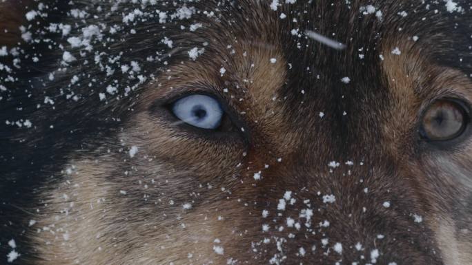 在雪地里的狗狗眼睛眼神狼族首领锐利坚韧