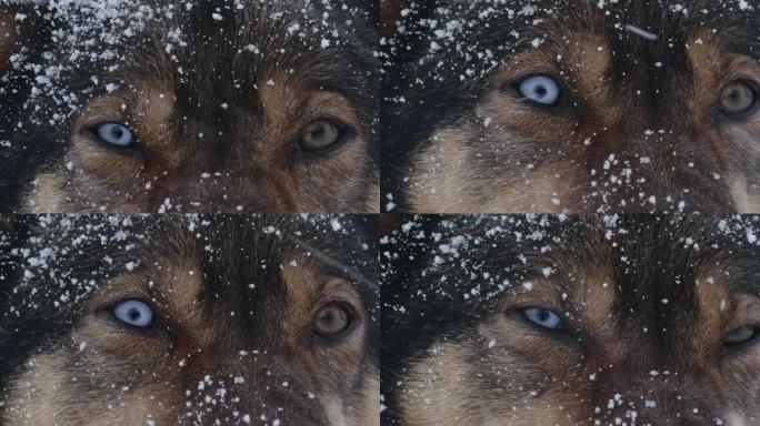 在雪地里的狗狗眼睛眼神狼族首领锐利坚韧