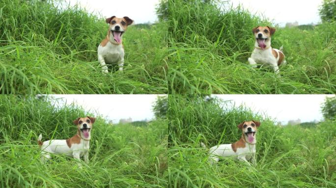 美丽活泼的狗在高高的草丛中张嘴跳跃