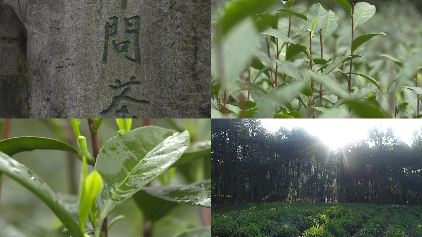 西湖龍井茶園