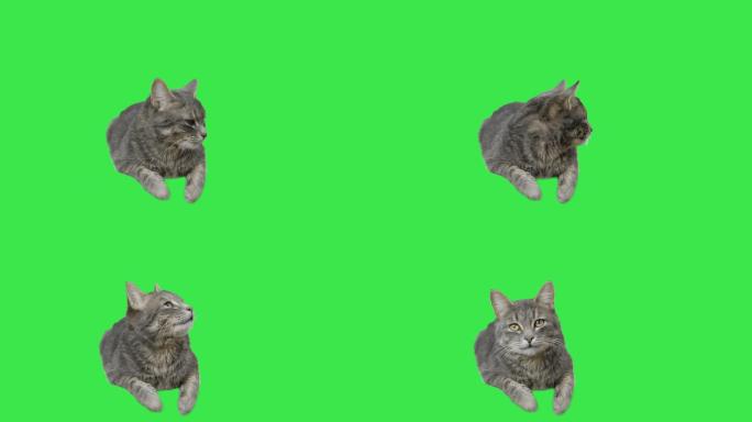 猫躺在绿色屏幕上四处张望