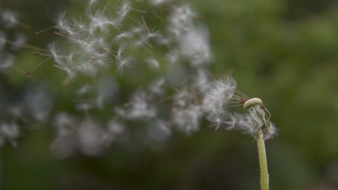 脆弱的白色蒲公英花被春风吹散。