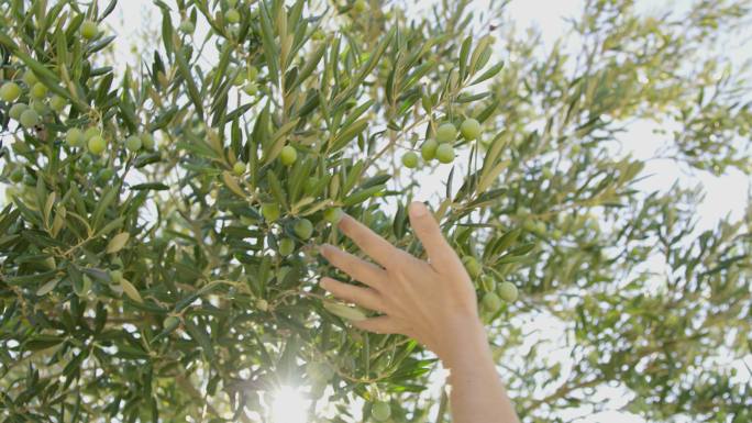 伸手触摸橄榄树