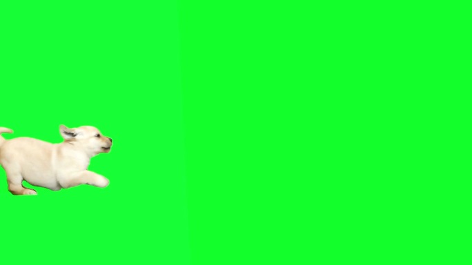 拉布拉多小狗在绿色屏幕上玩耍