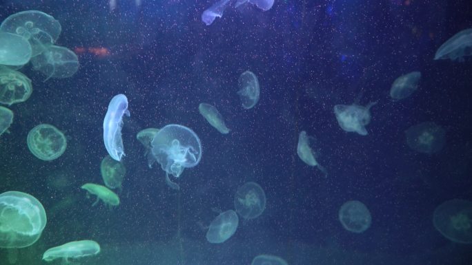 水族馆水母海底世界海蜇