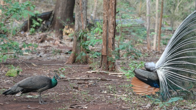 孔雀在森林里开屏自然野生动物绿色