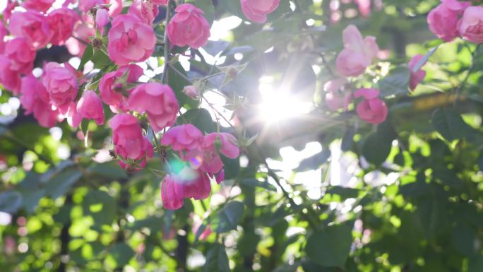 4K-阳光明媚粉色花朵空镜