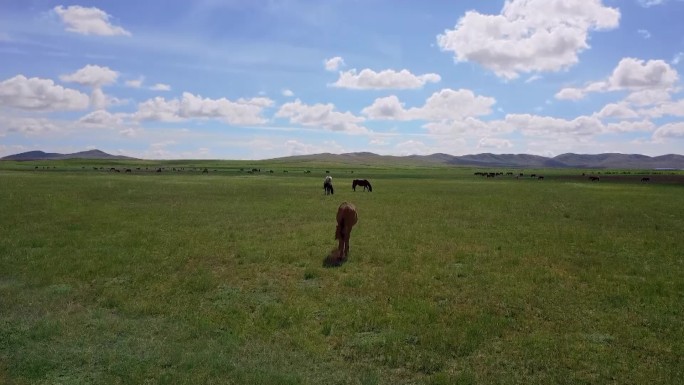 航拍内蒙古草原牧场羊群马公路夕阳
