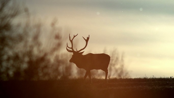 鹿和日落大自然慢镜头生态保护