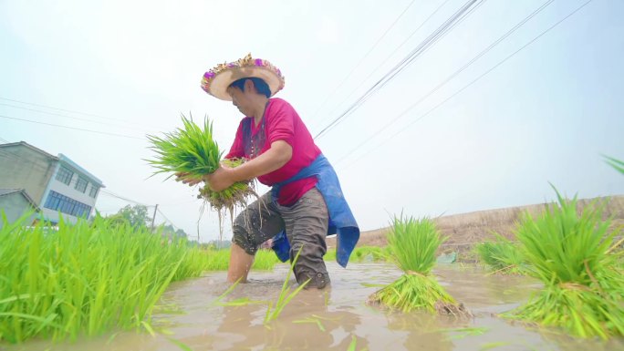 农民洗秧捆秧拔秧插秧抛秧升格意境视频