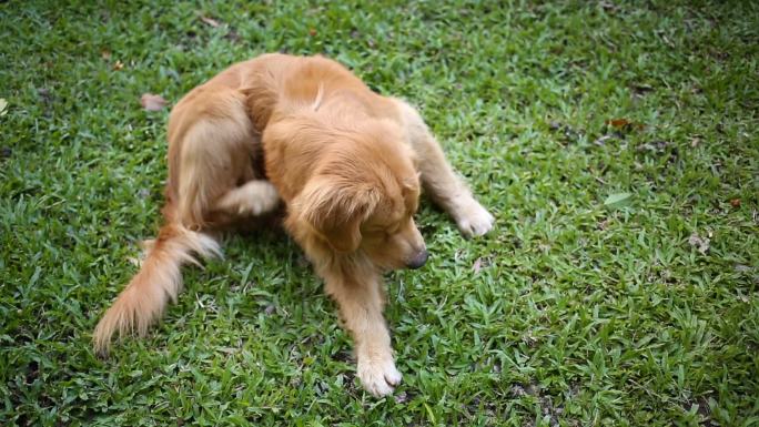 金毛猎犬在草地上搔痒