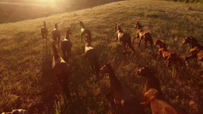 马在草原上疾驰。马群放牧畜牧业