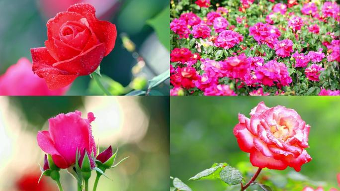 [4K]实拍雨中月季花