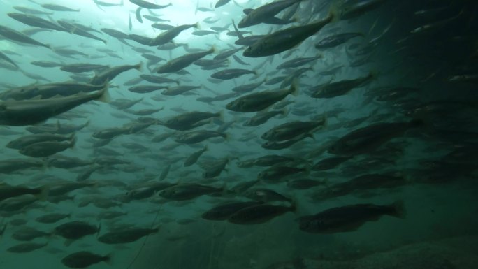大量的鱼在水中水产海产养殖水族馆公园大群