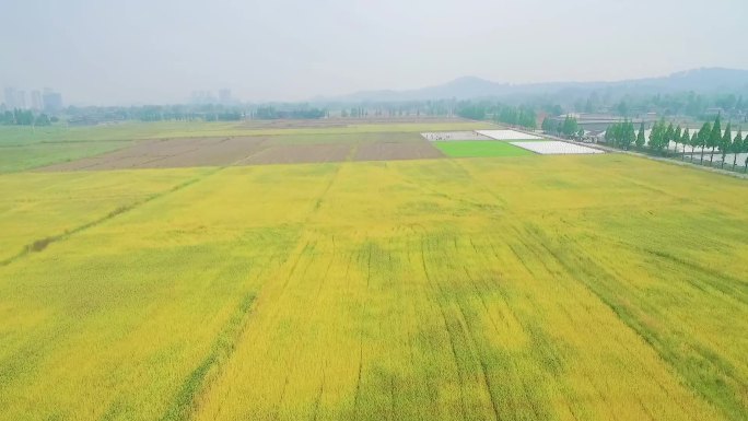 川西大面积林盘小麦地规模化种植