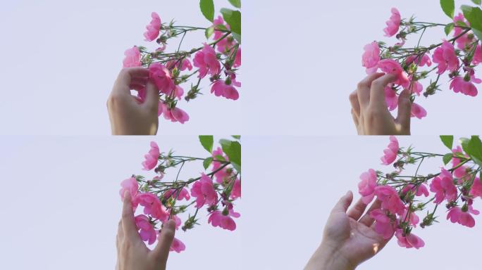 4K-伸手触摸花朵阳光