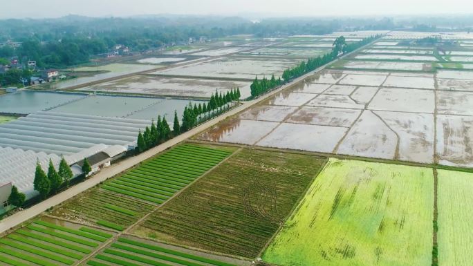 大片规整农田川西林盘的平原种植大规模农田