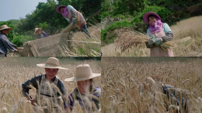 割麦子幸福的农民