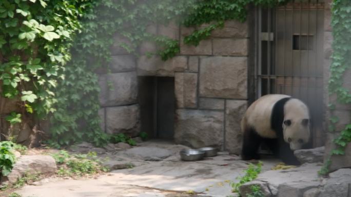 北京动物园熊猫