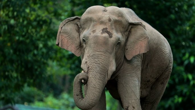 亚洲象动物园保护区养殖