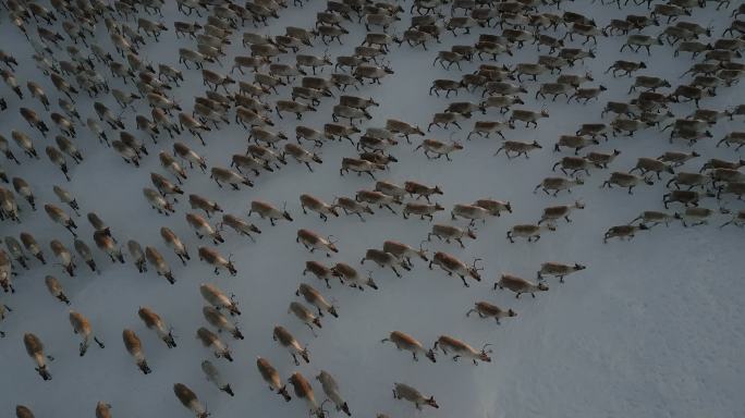 驯鹿群在迁徙航拍鸟瞰4K