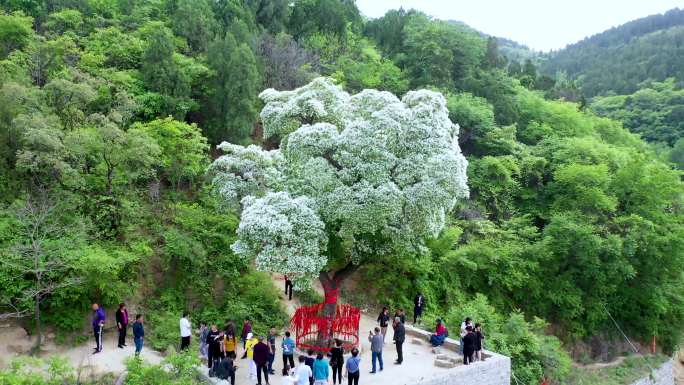 4K航拍济南降龙树开花（流苏）