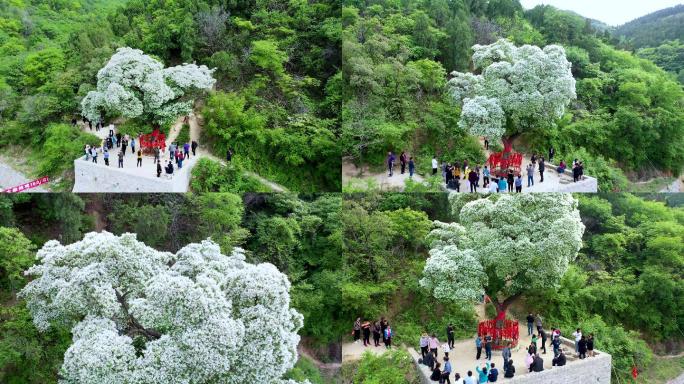 4K航拍济南降龙树开花（流苏）