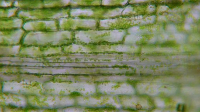 水生植物细胞显微观察