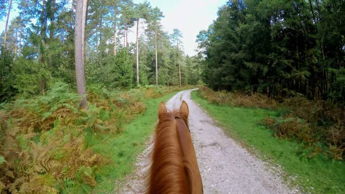 在林间小路上骑马奔跑