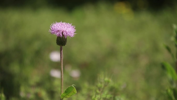 野花-1