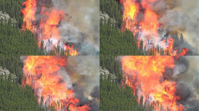 森林大火木材树木