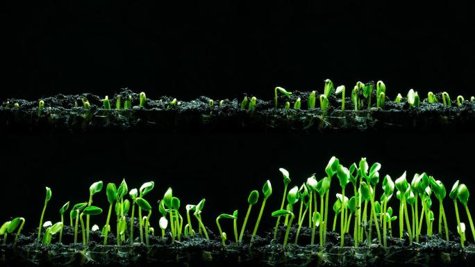 苗木生长植物生长动画种子发芽三维3D生长