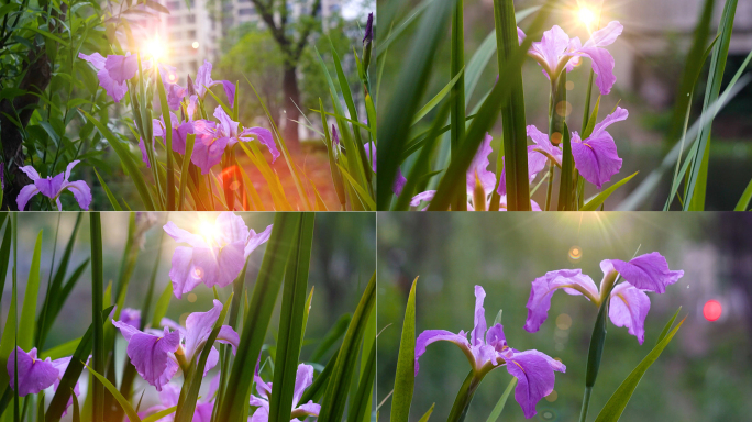 阳光唯美花朵春天