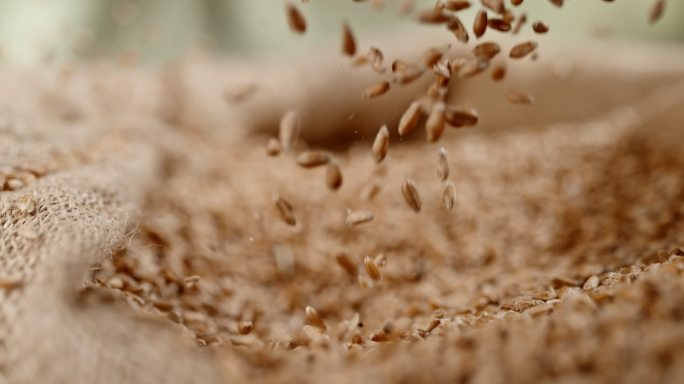 麦粒掉进袋子里麦片粮食农作物庄稼农业种植